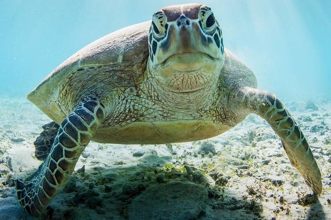 Snorkeling at Mnemba Atoll - Recommended Gear