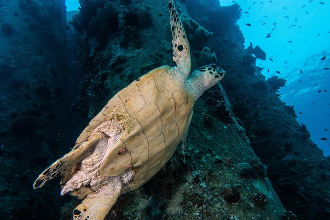 Snorkeling to Undewrater Restaraunt Covered by Corals - Stellar Reviews From Satisfied Customers