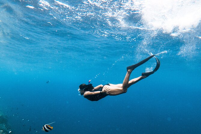 Snorkelling Tours to Daymaniyat Island - Wildlife Sightings During Tours