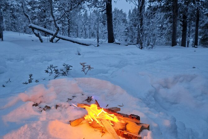 Snowshoe in a Winter Forest - Discovering Arctic Wildlife Tracks