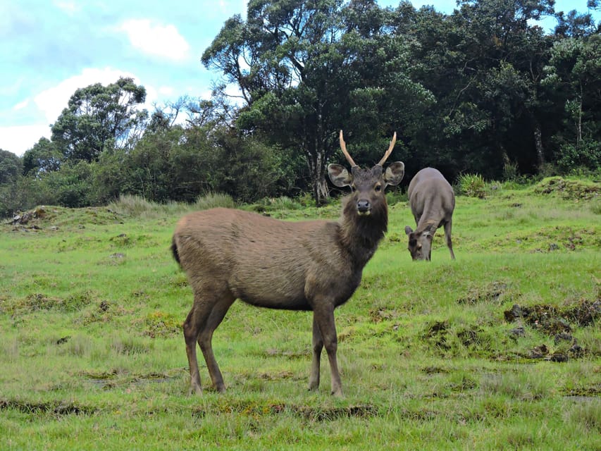 Sri Lanka: 3-Day Nature Tour, Sinharaja, Udawalawe, Horton - Important Information