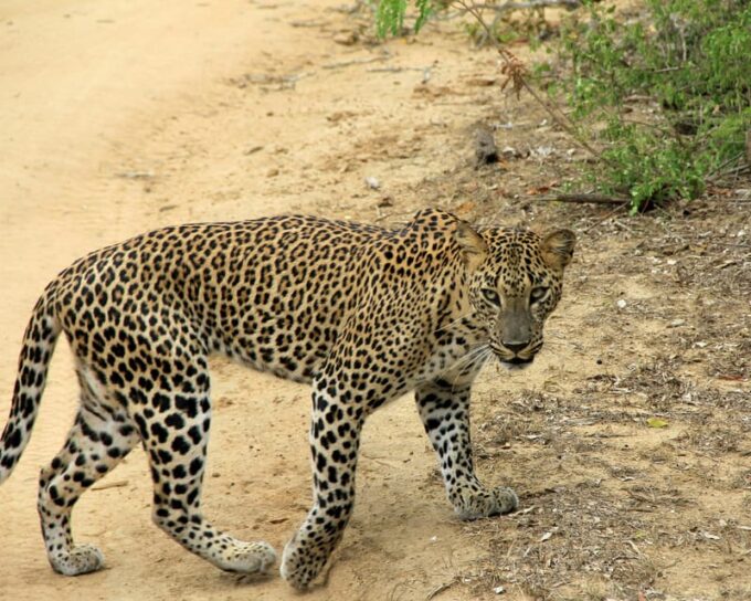 Sri Lanka 3-Day Wildlife, Rainforest, Hill Country Train - Important Information