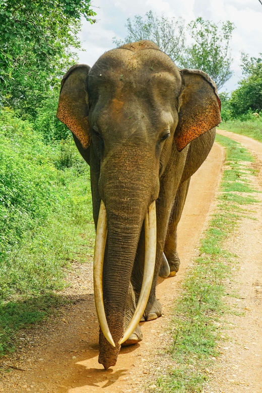 Sri Lanka Cultural Triangle Full Circle 3-Day Tour - Important Information for Participants