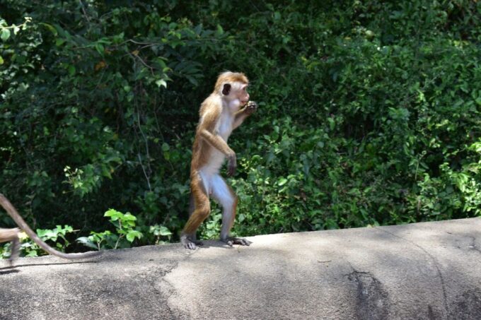 Sri Lanka Cultural Triangle in 2 Days With Minneriya Safari - Important Information