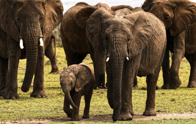 Sri Lanka Jungle Tour 4 Days-Rainforests, National Parks... - Whitewater Rafting and Village Walk