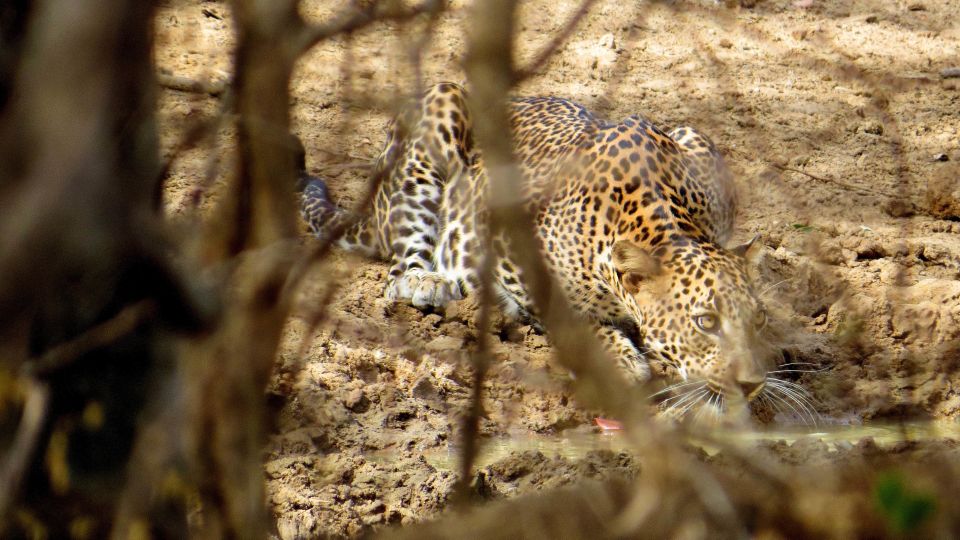 Sri Lanka: Yala National Park Private Safari - Meeting Point and Essentials