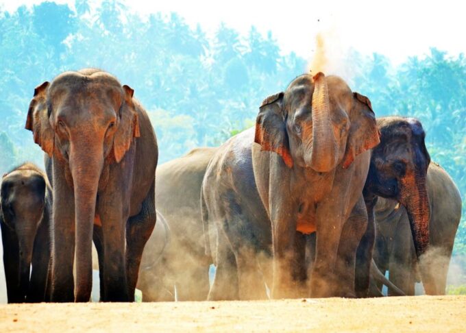 Sri Lanka: Yala National Park Safari Tour - Wildlife Highlights