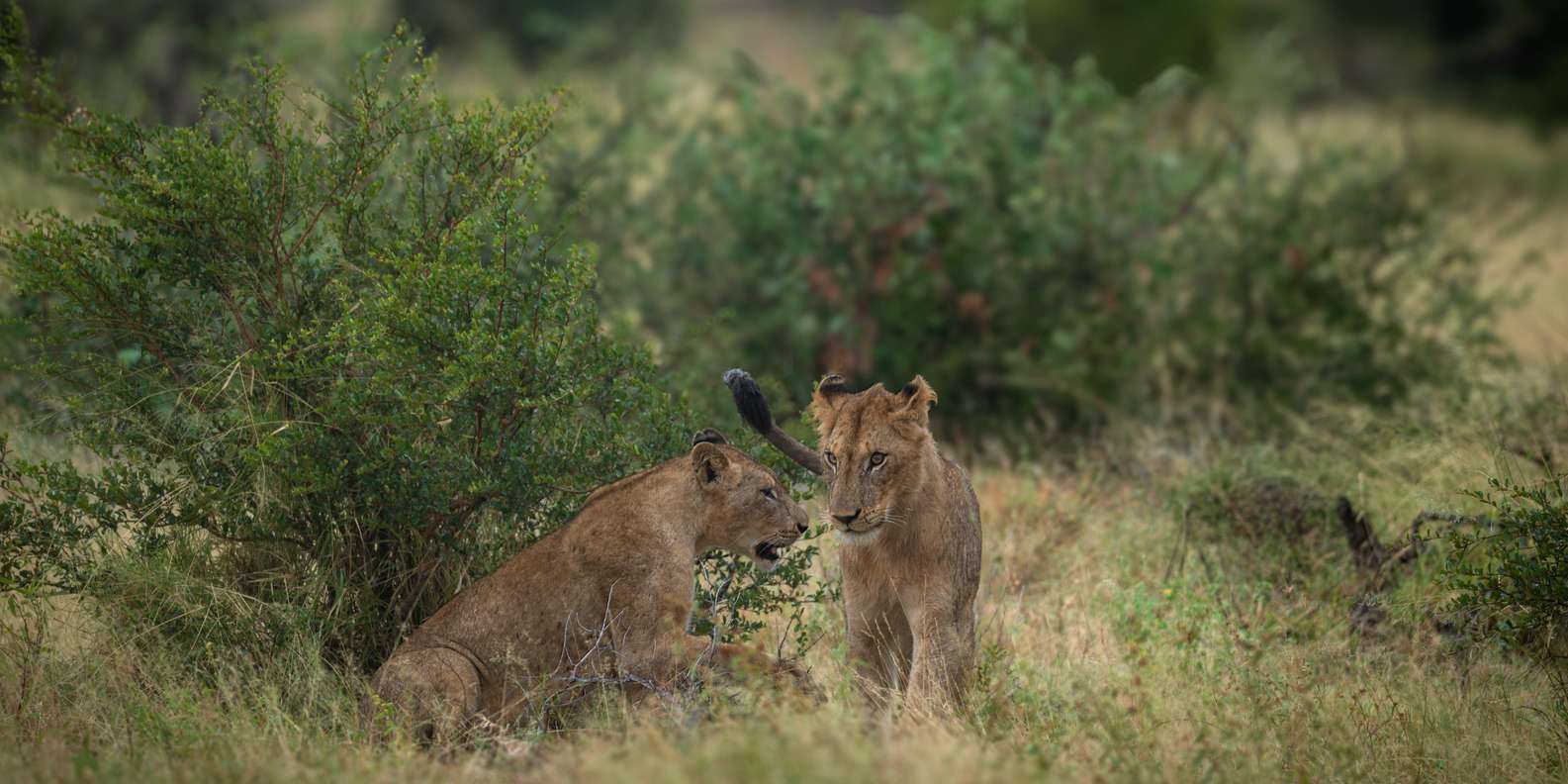 Standart Kruger Park Safari - Frequently Asked Questions