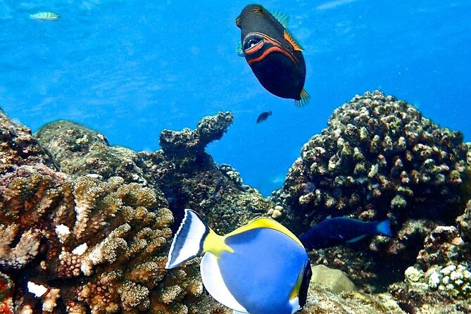 Starfish Adventure; Blue Lagoon Snorkeling; The Rock; Paje Beach; Jozani Forest - Tour Highlights and Inclusions