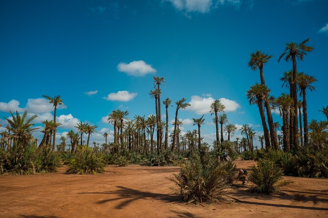 Sunset Camel Ride in the Palm Grove Of Marrakech - Tips for Your Camel Ride