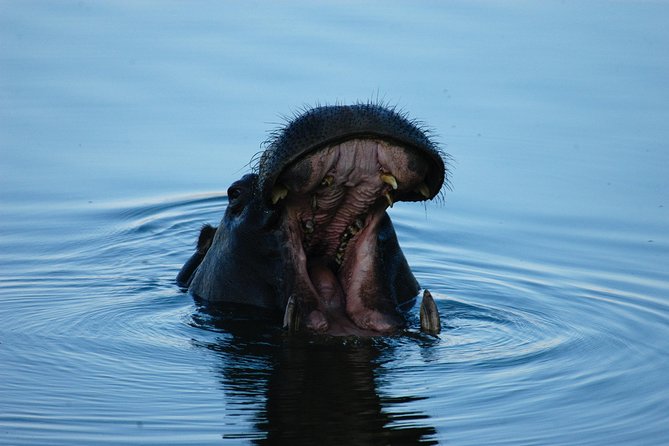 Sunset Cruises on the Zambezi River From Victoria Falls - Tips for Travelers