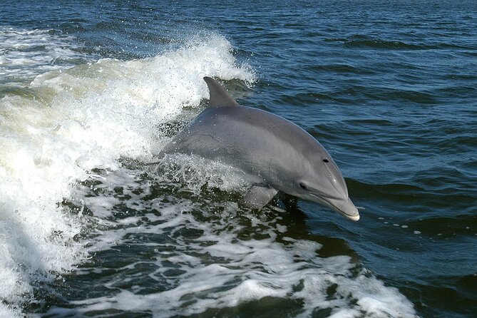Sunset Dolphin Watching Boat Tour Review - Recommended Tips for Guests