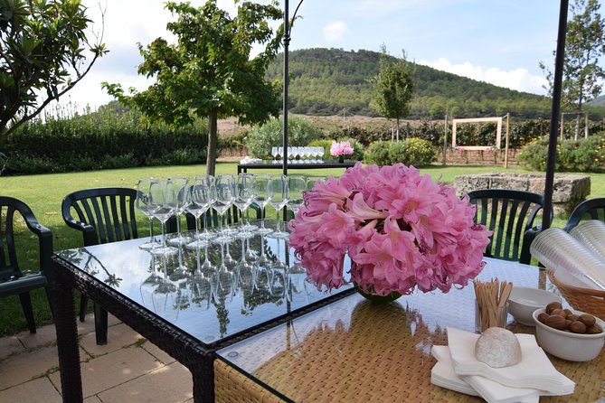 Sunset Tour With Visit and Guided Tasting of 5 Wines and Local Products - Exploring the Vineyard