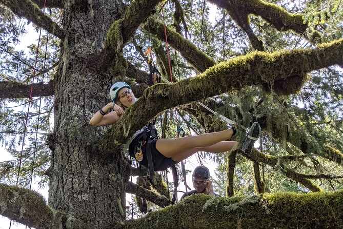 Sunset Tree Climb at Silver Falls State Park - Customer Reviews and Feedback