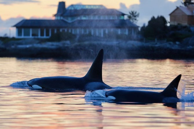 Sunset Whale Watching Adventure From Victoria - Tips for Your Adventure
