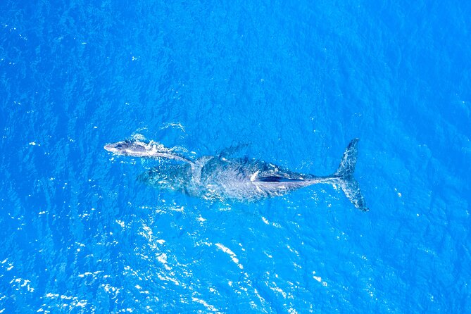 Super Raft - Private Charter Maui 3 Hour Snorkel to Coral Gardens or Molokini - Customer Experiences and Reviews