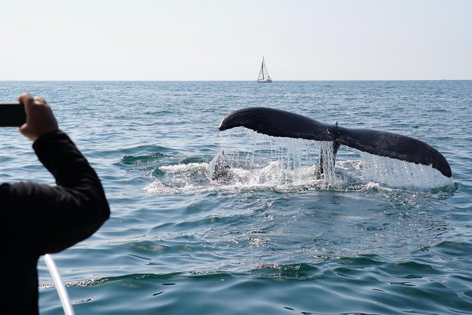 Supreme 2hr Whale/Dolphin Watching Newport Beach, 6 Person Max - Wildlife Sightings