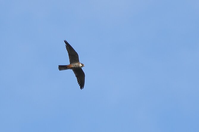 Sussex Birdwatching Private Guided Day Tour - Tour Highlights