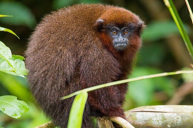 Tambopata (Puerto Maldonado) 5 Days - Optional Excursions