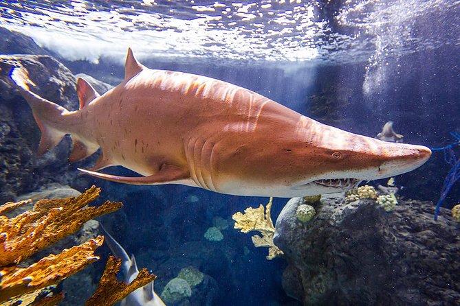 Tampas ZooQuarium Admission - Visitor Experience Highlights