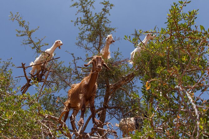 Taroudant & Tiout Guided Day Trip Including Lunch. - Lunch Experience