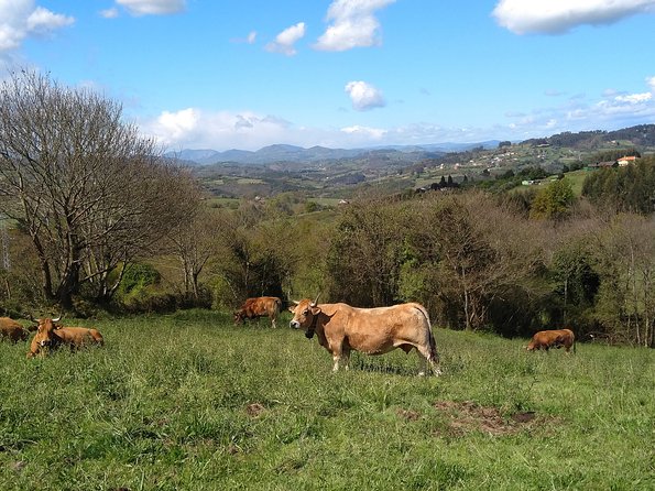 Taste of the Camino De Santiago - Reviews and Feedback