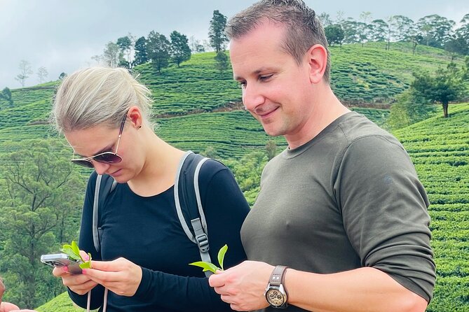 Tea Factory Plantation and Water Falls Tour - Pricing and Booking