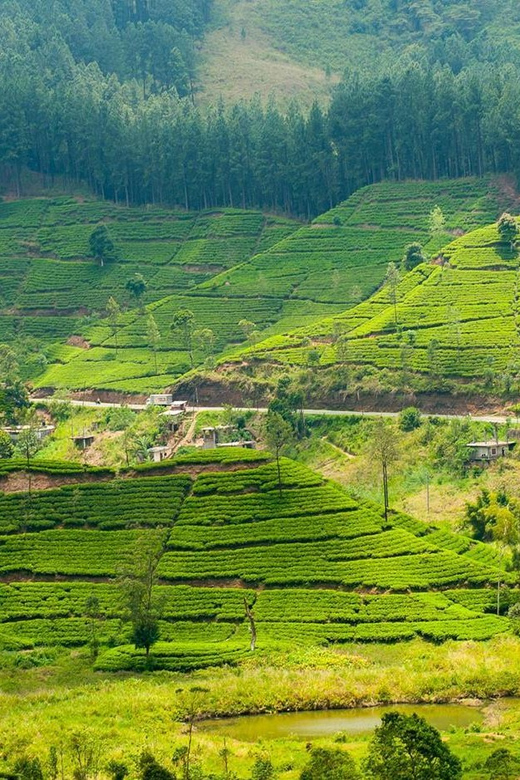 Tea Plucking & Tea Factory: Private Tour From Nuwara Eliya - Language and Comfort Recommendations