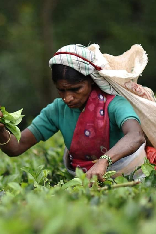 Tea Plucking & Tea Factory: Tour From Nuwara Eliya - Tasting and Flavor Profiles