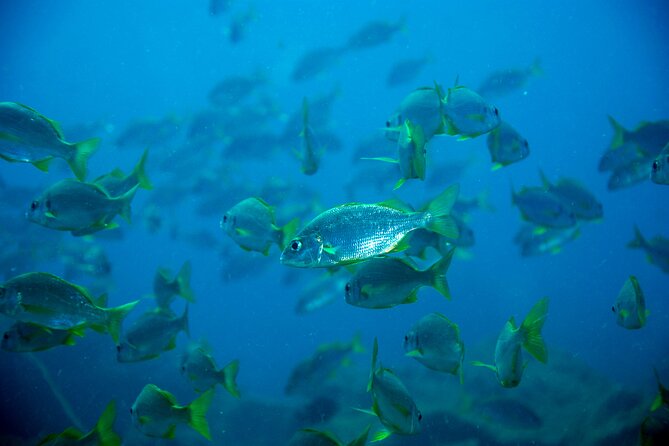 Tenerife Callao Salvaje Small-Group Snorkeling Tour - Included Equipment