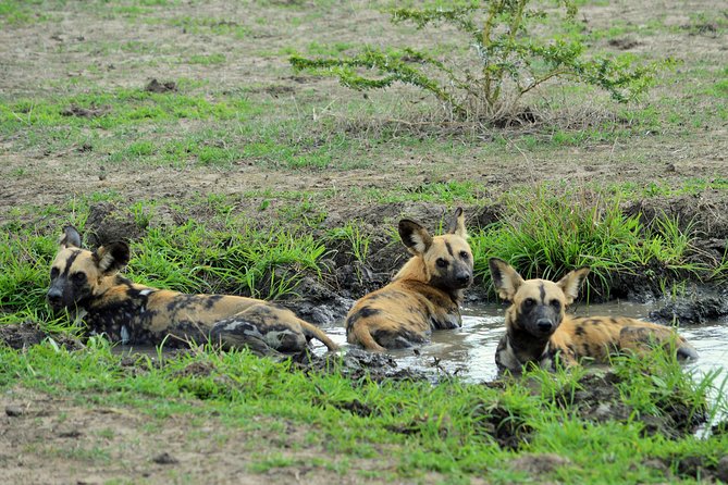 The Best Selous 1 Day Safari From Zanzibar - Accessibility Information