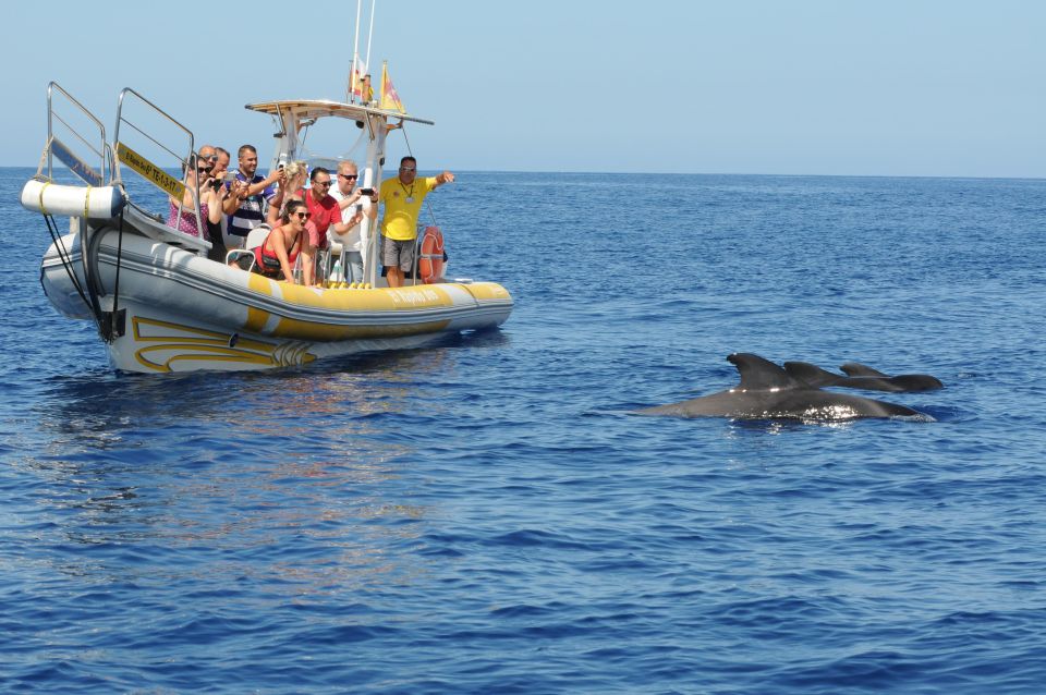 The Giants: Dolphin and Whale-Watching Speedboat Tour - Pristine Bays and Swimming