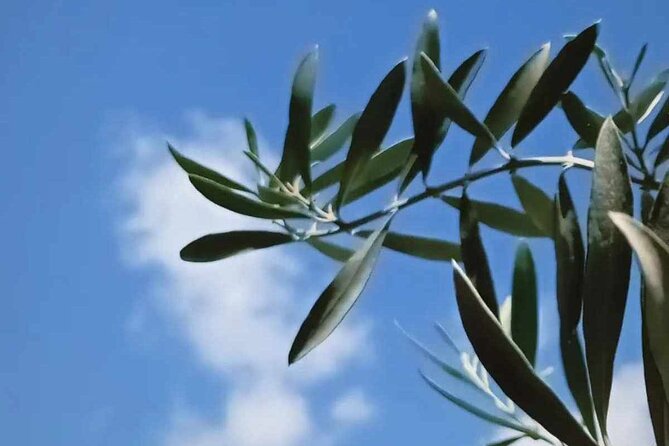The Olive Oil Experience @ Lefkada Micro Farm - Accessibility and Transportation