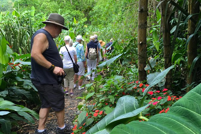 The Rain Forest, Surroundings & Lunch. - Panoramic Ocean Views