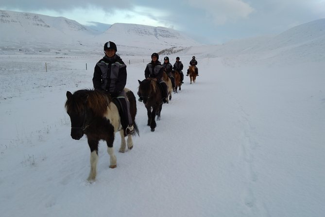 The Viking Horse Riding Experience in North Iceland - What to Expect