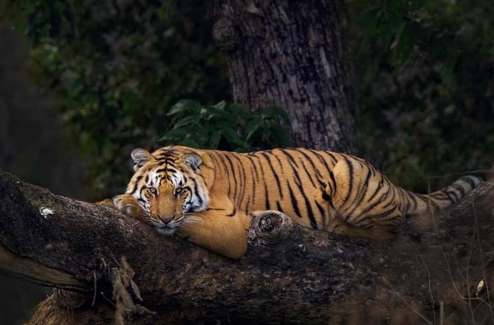 This 2-Day Tiger Safari Tour of Jim Corbett National Park - Important Considerations