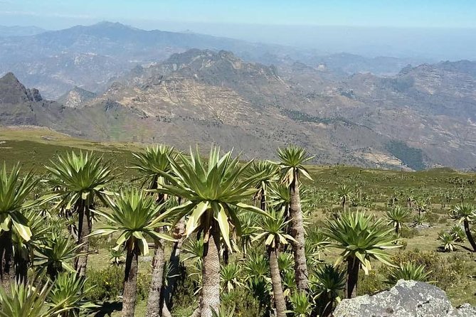 Tour 11 Monolithic Rock Churches & Museum in Lalibela & Cave Church With Mummies - Health and Accessibility