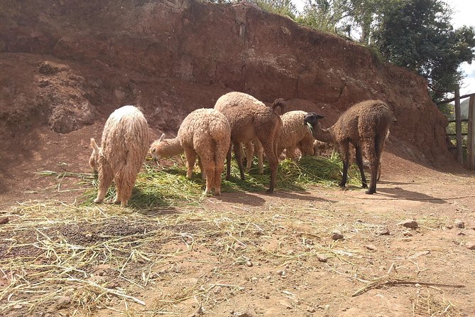 Transport to Ollantaytambo With Visits to Chinchero, Salineras De Maras, and Moray - Discovering Salineras De Maras