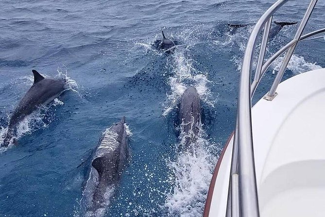 Tropical Reef & Wildlife Boat Snorkel Adventure - Traveler Experiences and Feedback