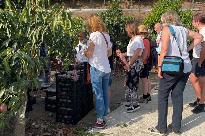 Tropical Route, Avocados and Mangoes - Small Group, Tasting and Lunch Included - Tour Accessibility