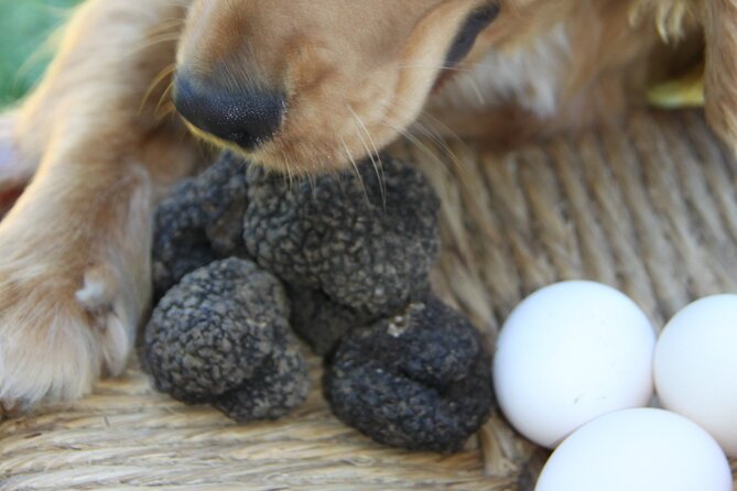 Truffle Hunting and Handmade Pasta Review - Pasta Making Masterclass