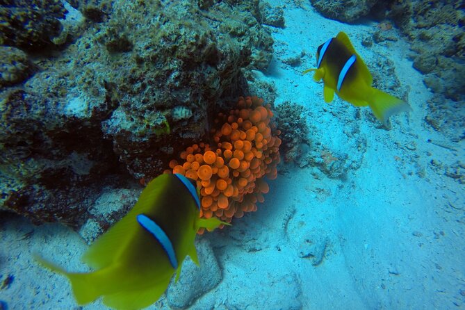 Try Scuba Diving Experience for Beginners in Hurghada - Accessibility and Medical Considerations