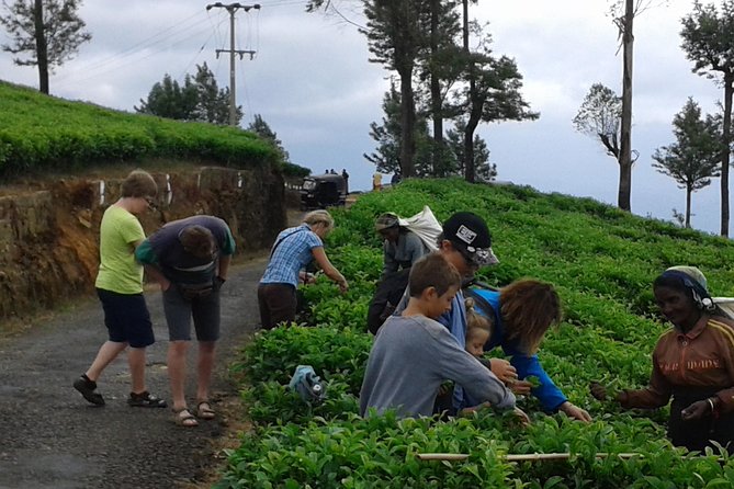 Tuk Tuk Safari and Picnic in the Tea Plantation From Ella,Haputale & Bandarawela - What to Expect