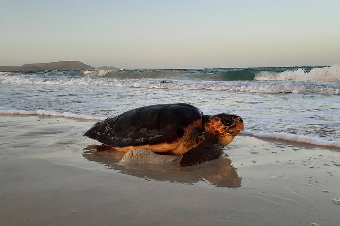 Turtle Watching Adventure - Additional Tips for Visitors