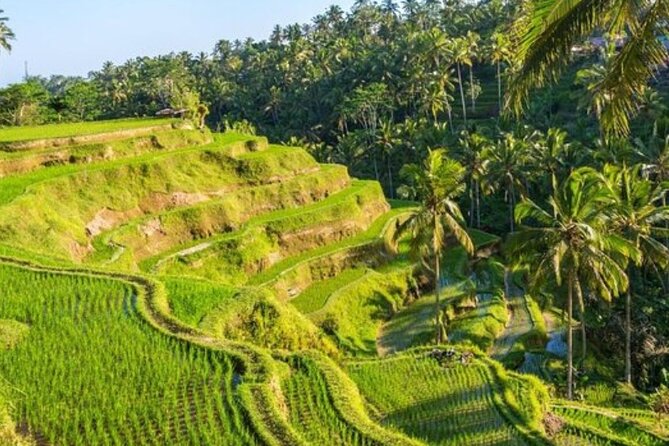 Ubud Full Day Tour Waterfall Monkey Forest Rice Terrace - Booking Process and Policies