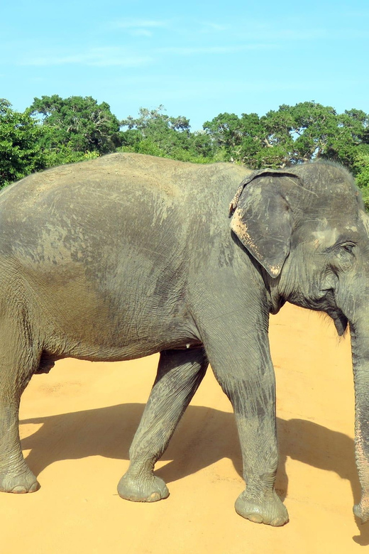 Udawalawa National Park - All-Inclusive Private Safari Tour - Elephant Transit Home Visit