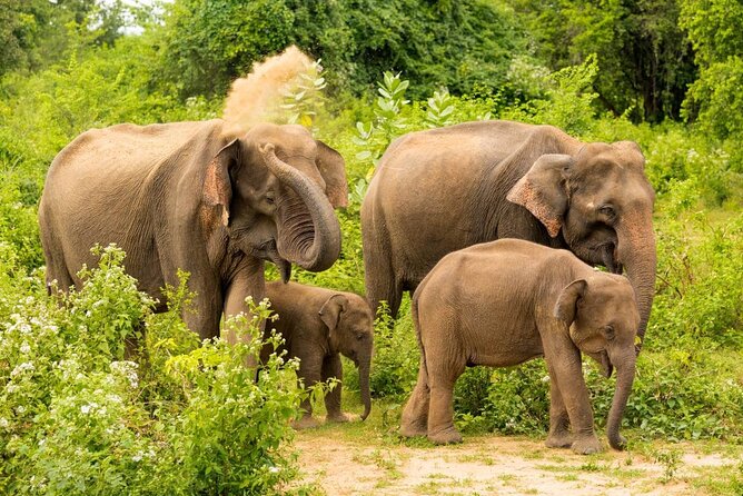 Udawalawe National Park Jeep Safari From Ella / Bandarawela - Booking Process