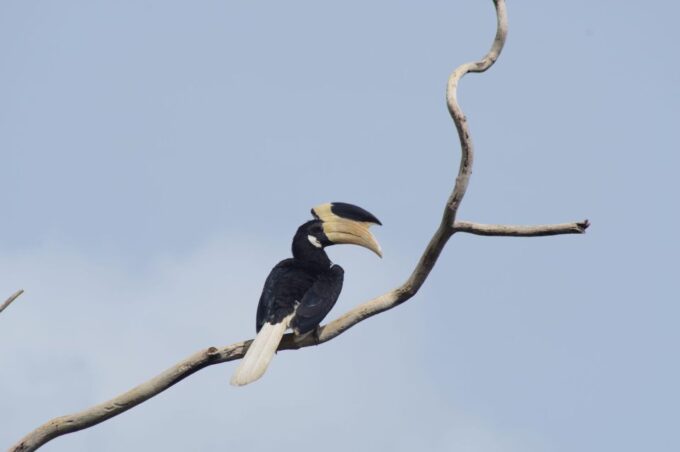 Udawalawe National Park Safari and Elephant Transit Home - Frequently Asked Questions