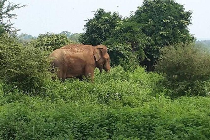 Udawalawe National Park Safari With Naturalist - Customer Reviews and Feedback