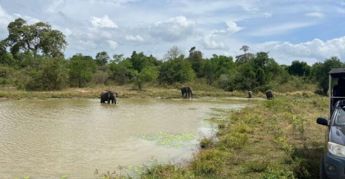 Udawalawe National Park Wildlife Safari From Mirissa - Park Rules and Regulations